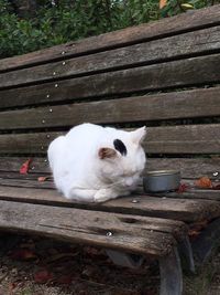 White cat sitting on bench