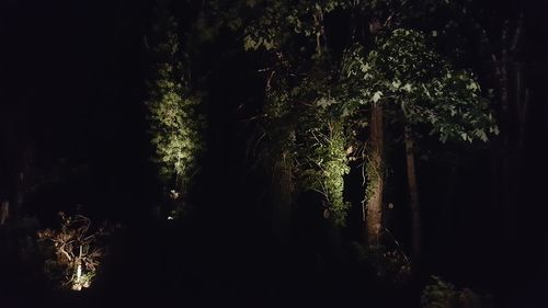 Trees in forest at night