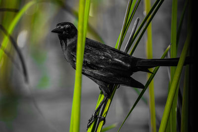 Close-up of bird perching on grass