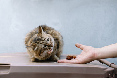 Hand holding food and feeding cat