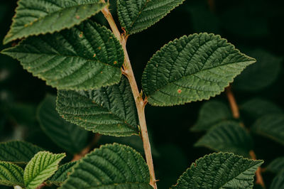 Close-up of green leaves