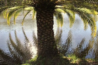 Close-up of reflection of tree in water