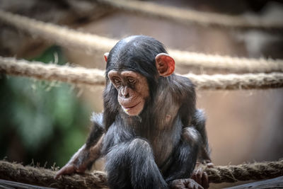 Young chimpanzee sitting on rope at zoo