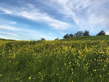 Scenic view of oilseed rape field against sky