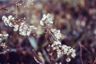 Close-up of cherry blossom tree during winter