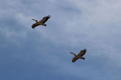 Low angle view of birds flying in sky