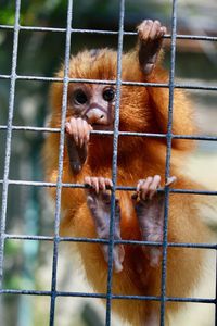 Portrait of monkey in cage