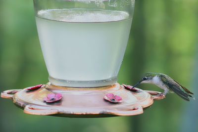 Close-up of a drink in glass