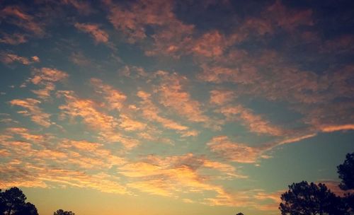 Silhouette of trees at sunset