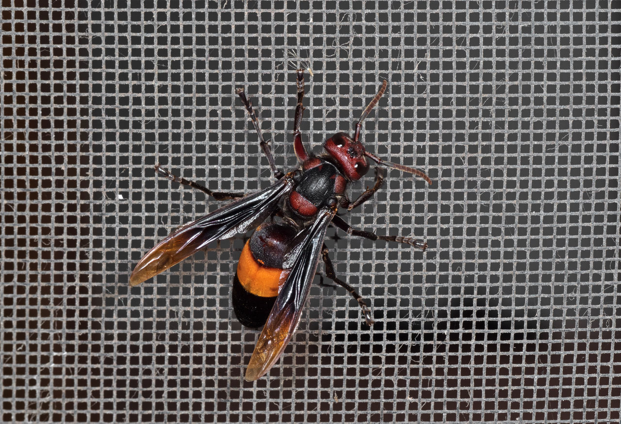 CLOSE-UP OF FLY