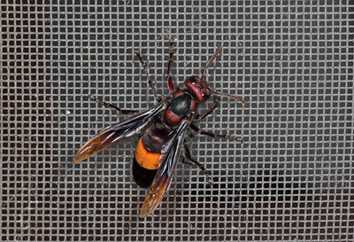 Close-up of fly on wall