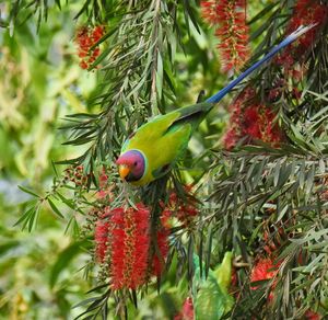 Close-up of red bird perching on branch