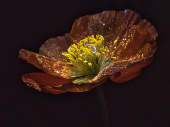 Close up of a papaver blossom under uv light