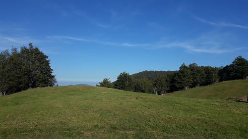 Scenic view of trees on field against sky