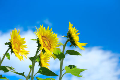 Low angle view of sunflower against clear sky