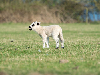 Lamb standing on grassy land