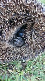 Close-up of an animal