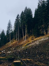 Trees in forest against sky