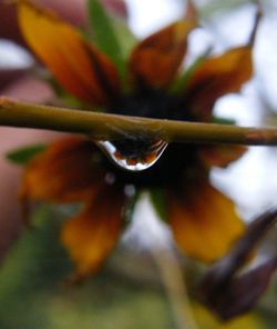 Close-up of flower against blurred background