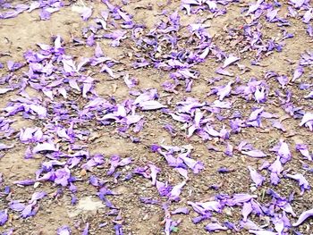 Full frame shot of purple flowering plant