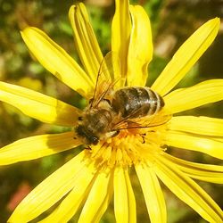 Close-up of bee on yellow flower