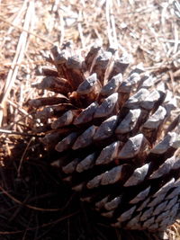 Close-up of a surface