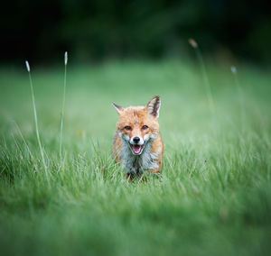 Portrait of fox on grassy field