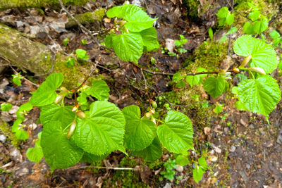 High angle view of plant growing on field