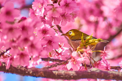 Close-up of honey bee pollinating on pink cherry blossom