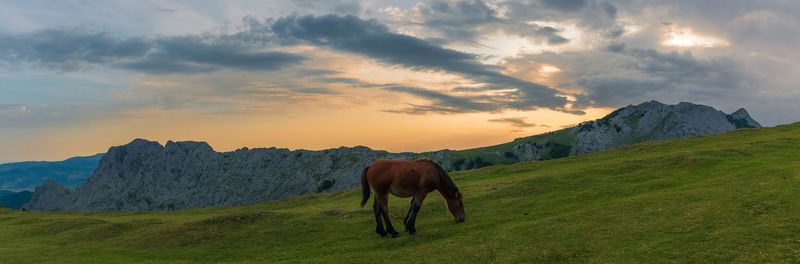 Horse standing in a field