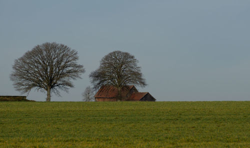 Trees on field against clear sky