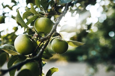 Close-up of fruits growing on tree