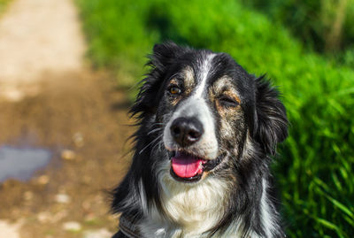 Close-up portrait of dog