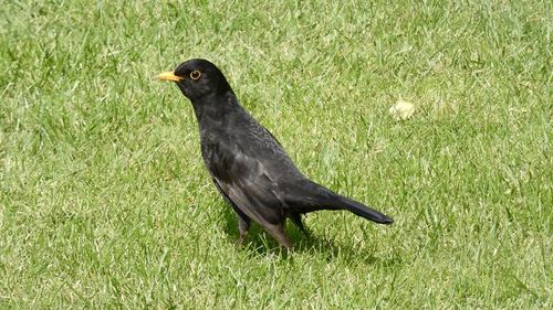 Close-up of a bird on grass