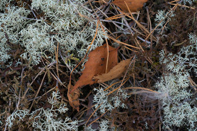 Close-up of plant