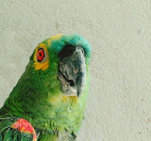 Close-up of parrot against wall