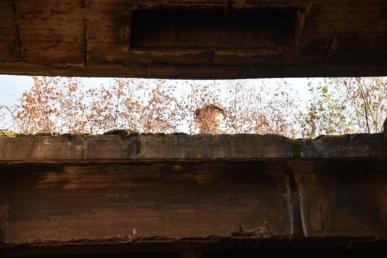 architecture, built structure, day, no people, wall - building feature, weathered, abandoned, old, damaged, outdoors, low angle view, nature, building exterior, tree, plant, wood - material, wall, run-down, building, decline, deterioration, ruined, roof beam