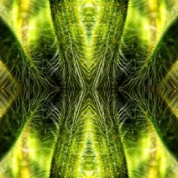 Full frame shot of succulent plant