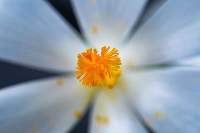 Close-up of yellow water lily