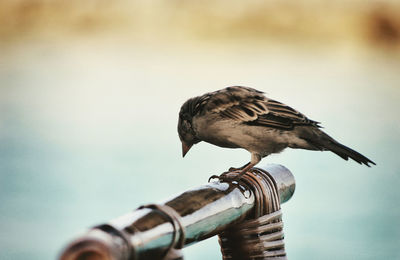 Close-up of owl perching on pole against sky