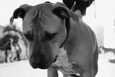 Close-up portrait of dog