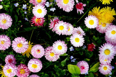 High angle view of daisy flowers