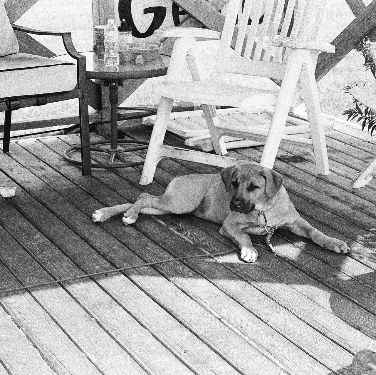 one animal, dog, pet, canine, mammal, animal themes, domestic animals, wood, animal, seat, black and white, relaxation, chair, no people, monochrome photography, day, monochrome, sitting, white, lying down, bench, furniture, resting, table, deck, outdoors