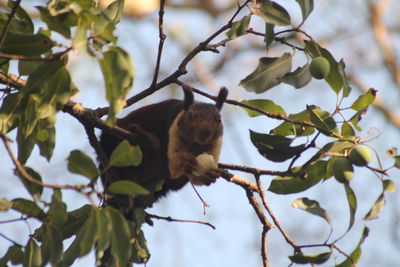 Low angle view of squirrel on tree