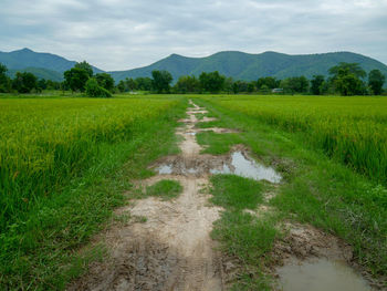 Scenic view of field against sky