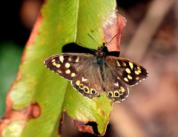 Close-up of butterfly on flower