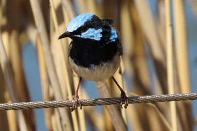 Close-up of superb fairywren perching on rope