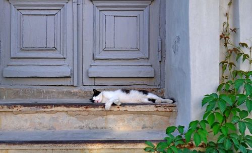 View of cat against plants