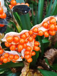 Close-up of red leaves