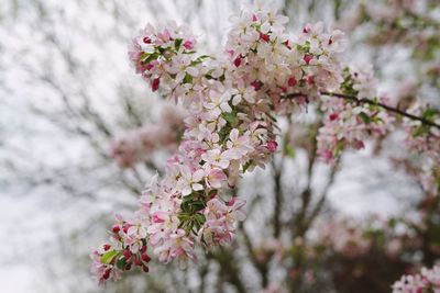 Close-up of pink cherry blossoms in spring